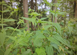 大苦草