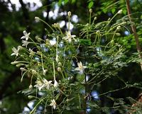 烟筒花