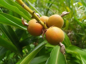 小草寇