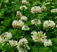 三消草