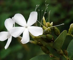 白花柴