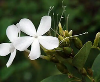 白花柴