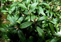 黄杨根