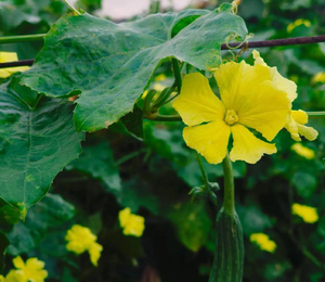 丝瓜花
