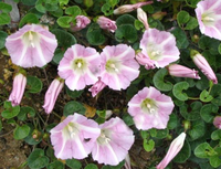 滨旋花