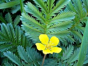 蕨麻草