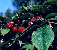 刺莓果根