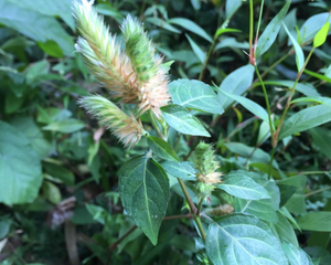 鳞花草