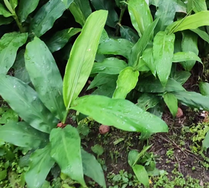 蘘草