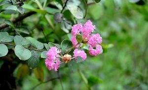 饱饭花