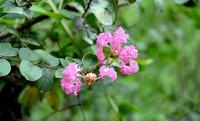 饱饭花
