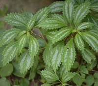 紫绿草