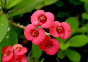 刺蓬花