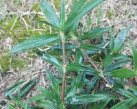 粗叶耳草