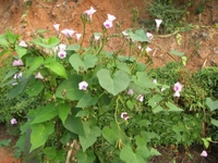 北鱼黄草