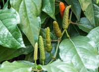 荜茇根