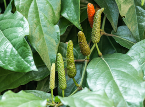 荜茇根