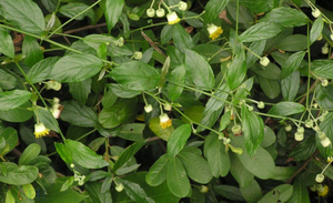 白花九里明