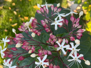 臭梧桐花
