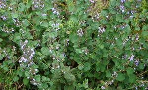 瘿花香茶菜