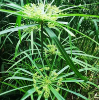 伞莎草