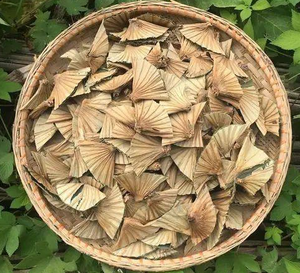 荷叶蒂