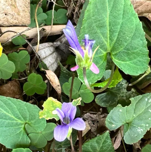 铧尖草