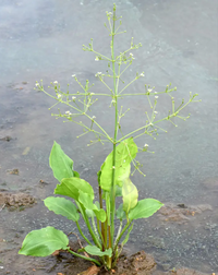 草泽泻