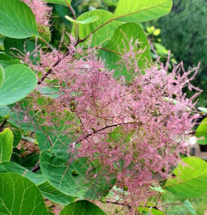 黄栌根
