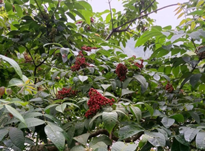 吴茱萸叶
