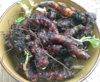 花蝴蝶根