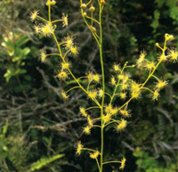 茅膏菜根
