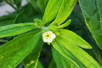 白果紫草