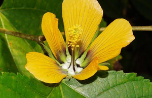 豹子眼睛花