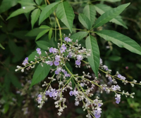 牡荆根