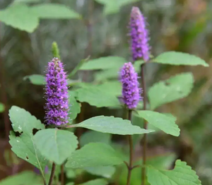 吉龙草