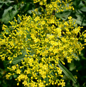 黄屈花