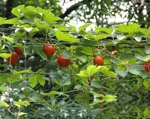 红花栝楼
