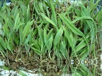 山慈菇叶