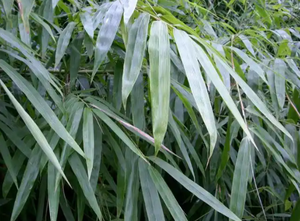 慈竹根