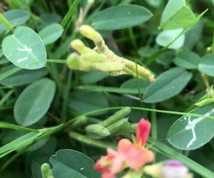 狗蚁草