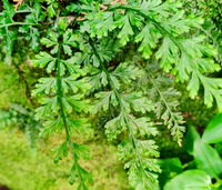 小凤尾草