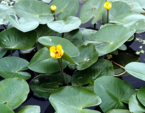 萍蓬草根