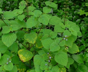 腺花香茶菜