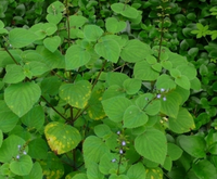 腺花香茶菜