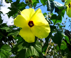 黄茄花
