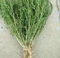 百蕊草根