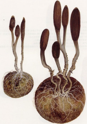 大团囊虫草