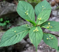青通草