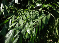 鱼尾葵根